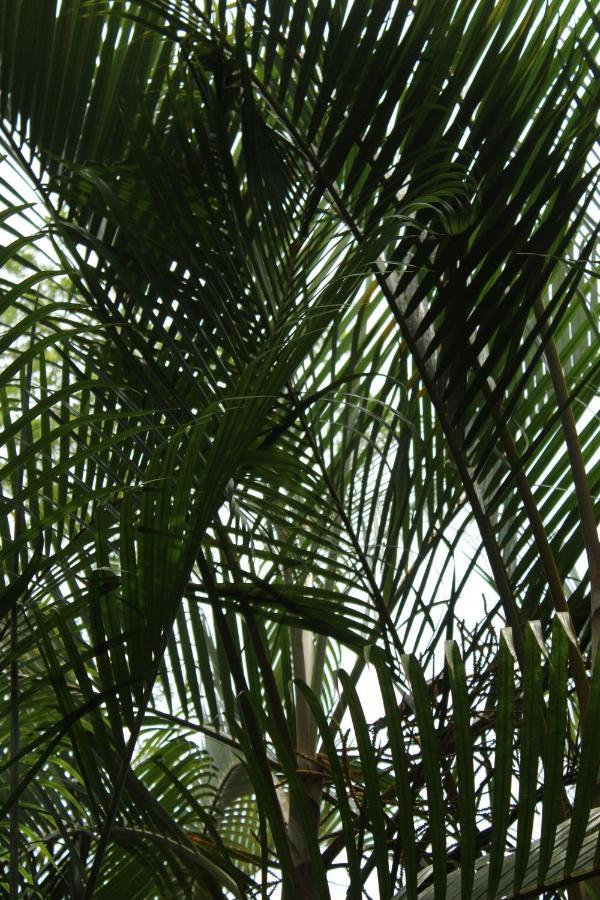 Cabinas Tortuguero Exterior photo