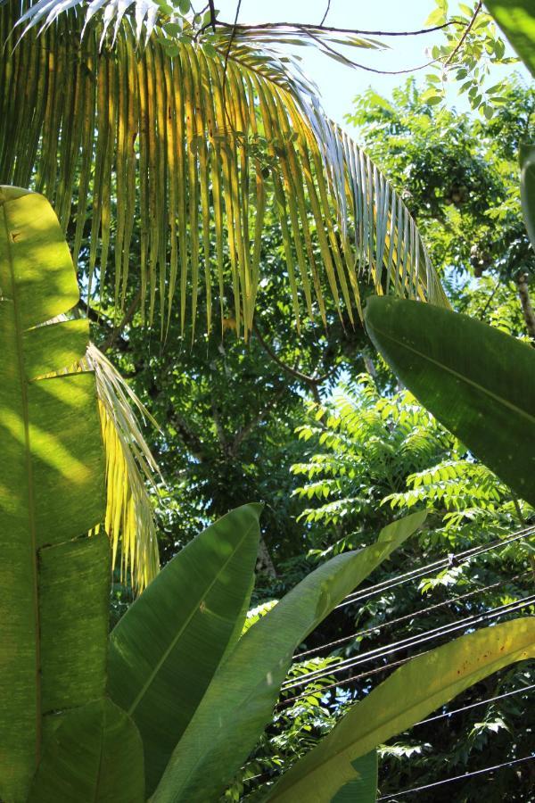 Cabinas Tortuguero Exterior photo
